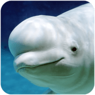 白鲸模拟器游戏(The Beluga Whale)客户端下载升级版