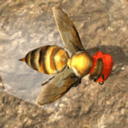蜂巢模拟器3d(Bee Nest Simulation 3D)最新安卓免费版下载