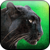 野豹猎人生存Wild Panther Hunter Survivalapk手机游戏