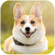 柯基犬模拟器(Dog Simulator Puppy Craft)正版下载中文版